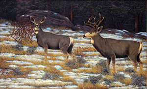 Stan's painting of two mule deer in a meadow